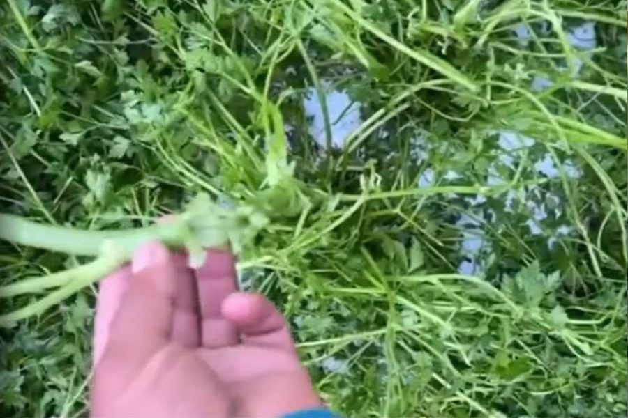 IMAGENS PARA O SITE (1)