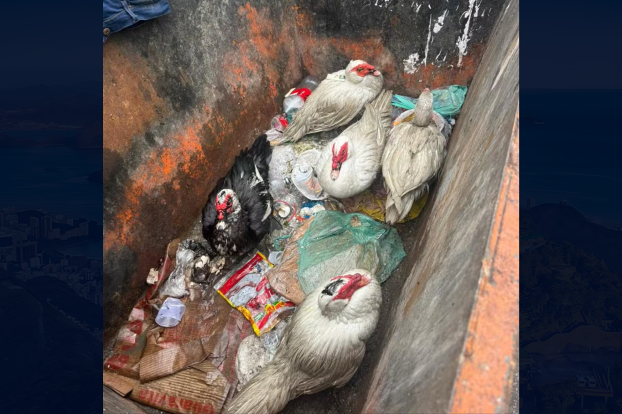 IMAGENS PARA O SITE (17)