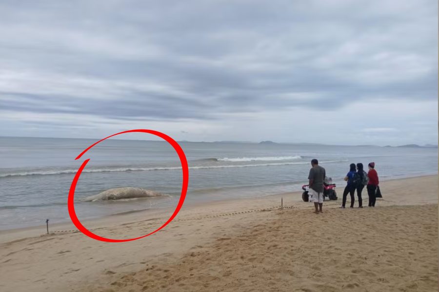 IMAGENS PARA O SITE (19)