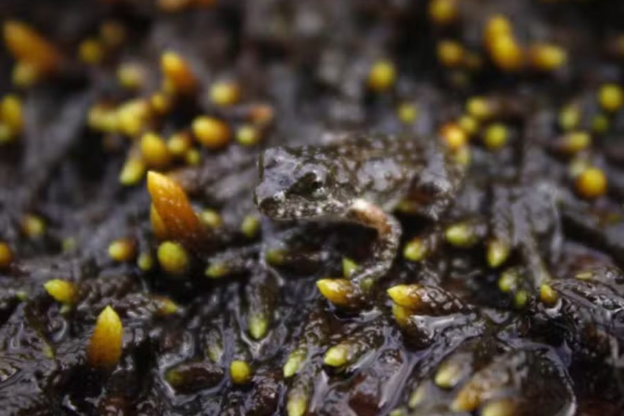 IMAGENS PARA O SITE (2)