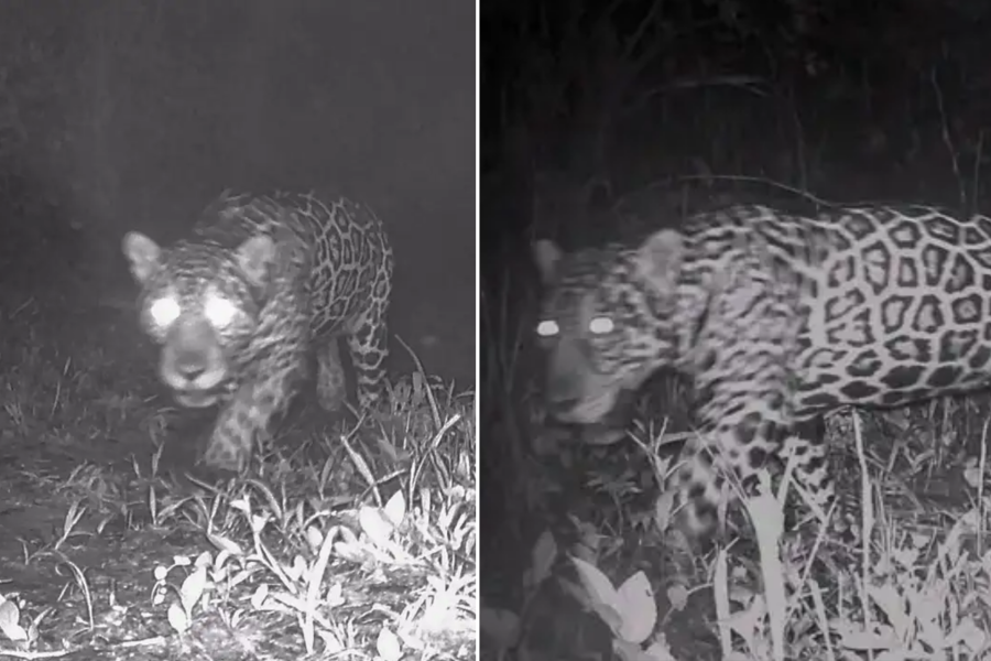 IMAGENS PARA O SITE - 2025-07-30T175624.565