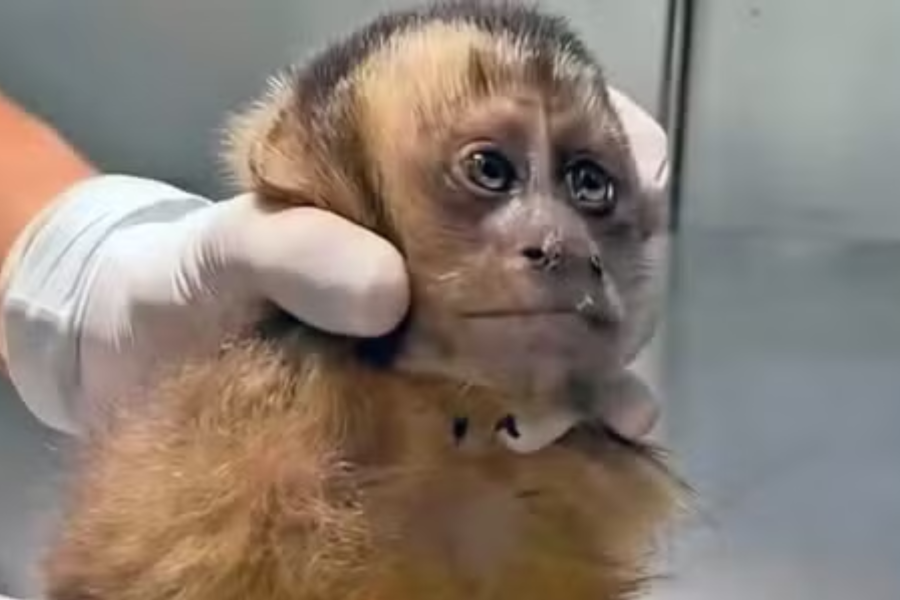 IMAGENS PARA O SITE - 2025-09-15T094006.532