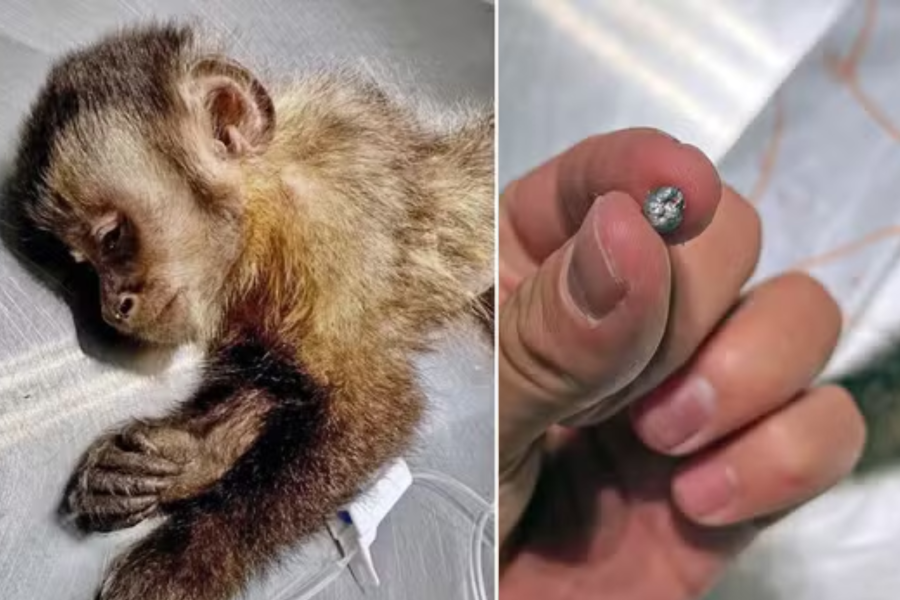 IMAGENS PARA O SITE - 2025-09-22T090048.301