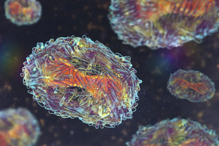 IMAGENS PARA O SITE - 2026-02-26T084321.814