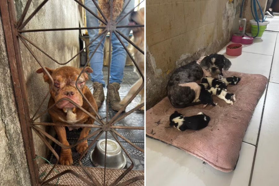 IMAGENS PARA O SITE (21)