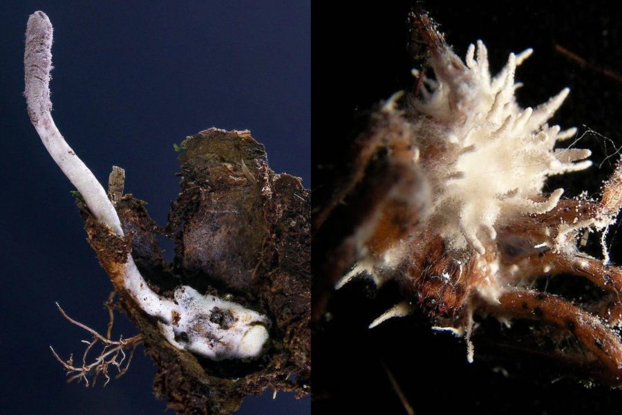 IMAGENS PARA O SITE (5)