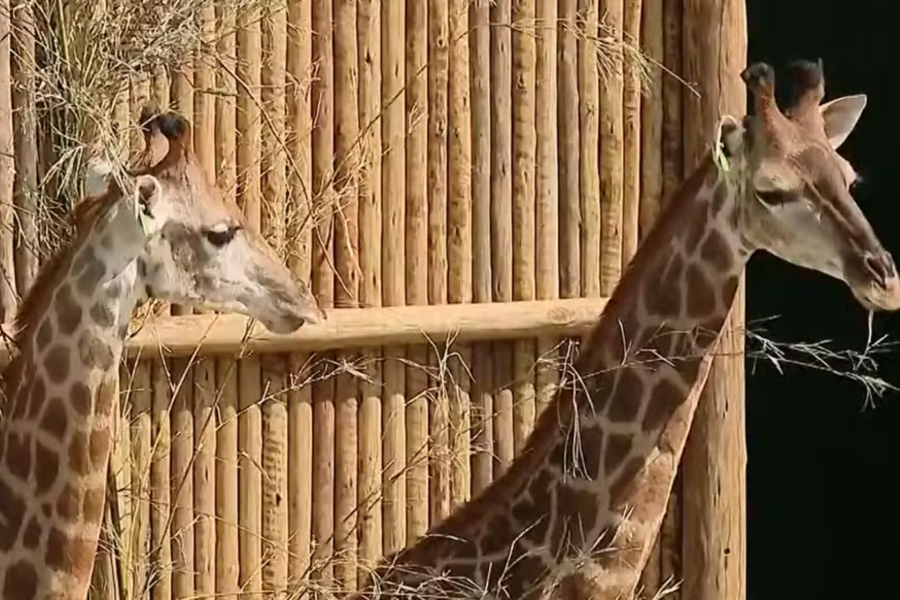 IMAGENS PARA O SITE (5)