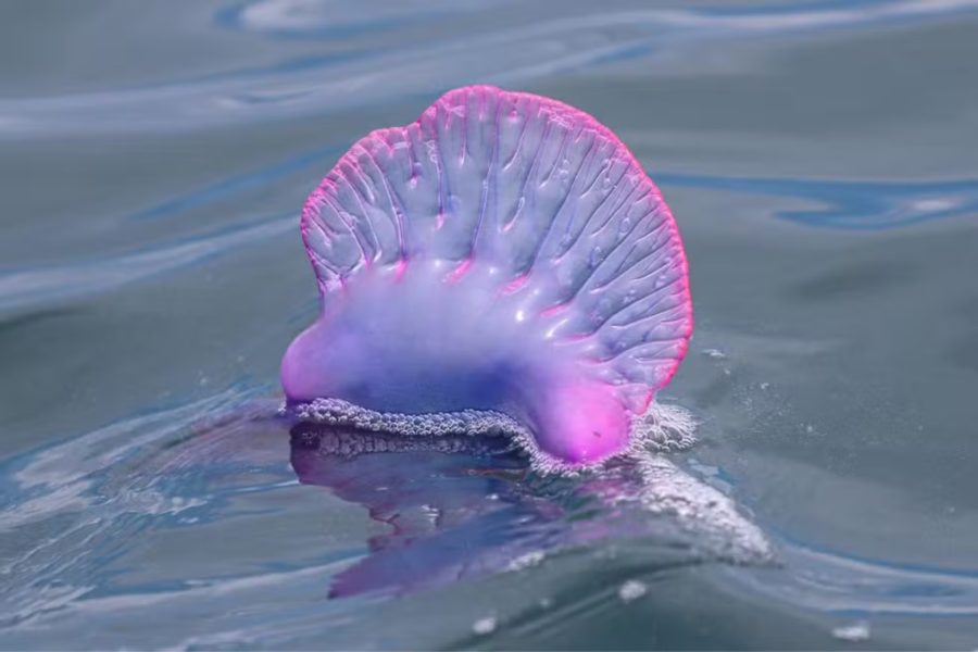 IMAGENS PARA O SITE (5)