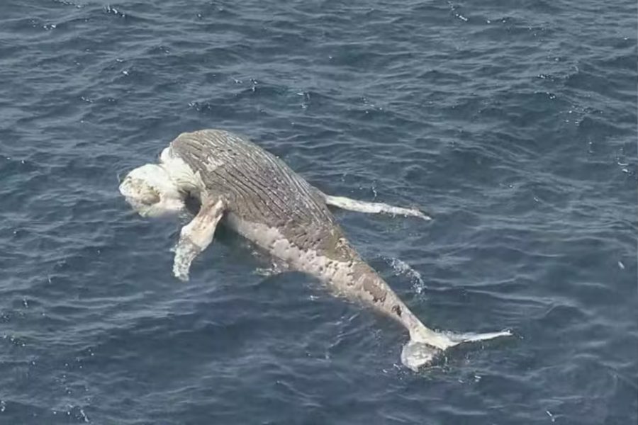 IMAGENS PARA O SITE (69)