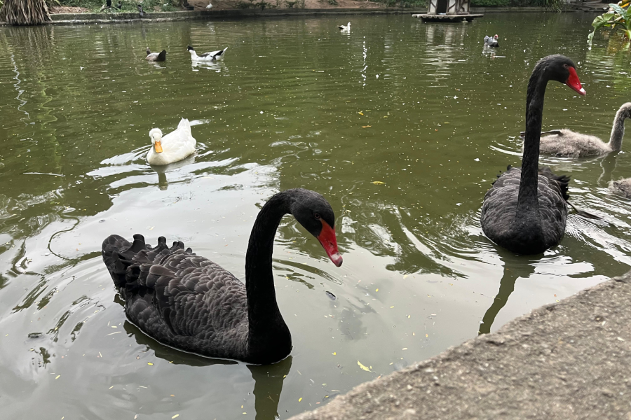 IMAGENS PARA O SITE (8)